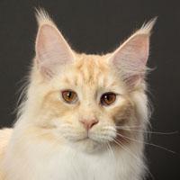 Whatatrill Maine Coons