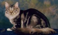 Degoonacoon Maine Coons