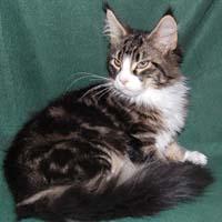 CoonPlay Maine Coons