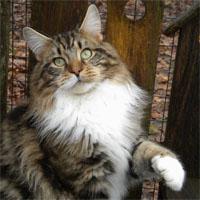 Amerikoons Maine Coons