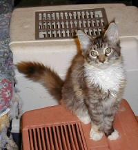 Maine Coon Breeders Near Edison New Jersey