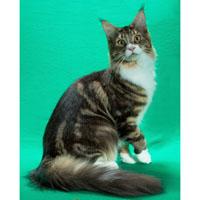 Irishcoons Maine Coons