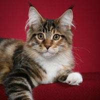 Chemicoons Maine Coons