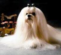 Shagrila Maltese