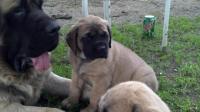 Fire & Ice Mastiffs