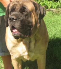 Eklesia Mastiffs