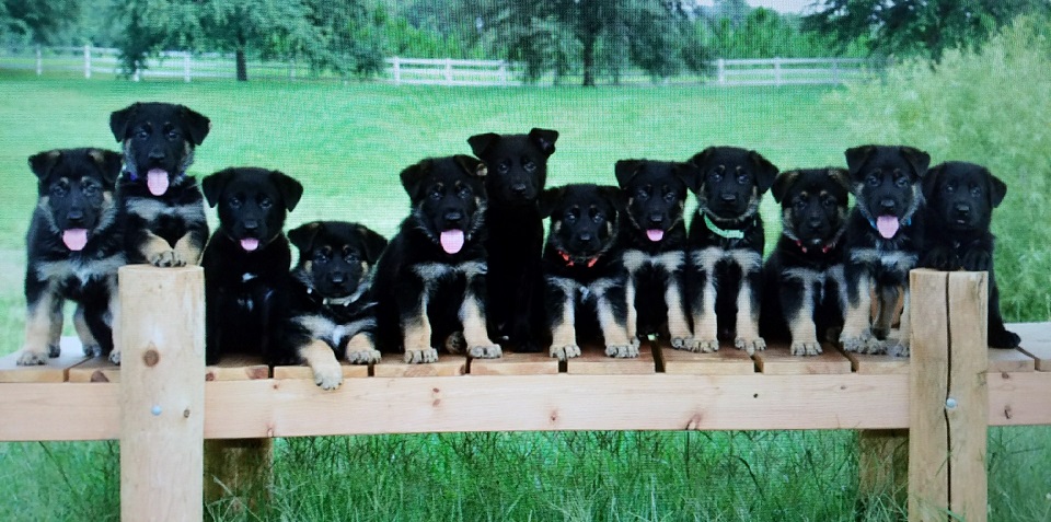 The Lords German Shepherds