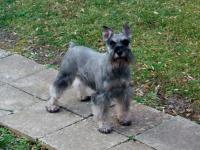 Whistle Hill Schnauzers