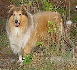 Stirling Collies