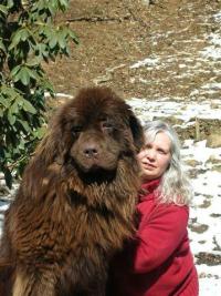 Rockcastle Newfoundlands