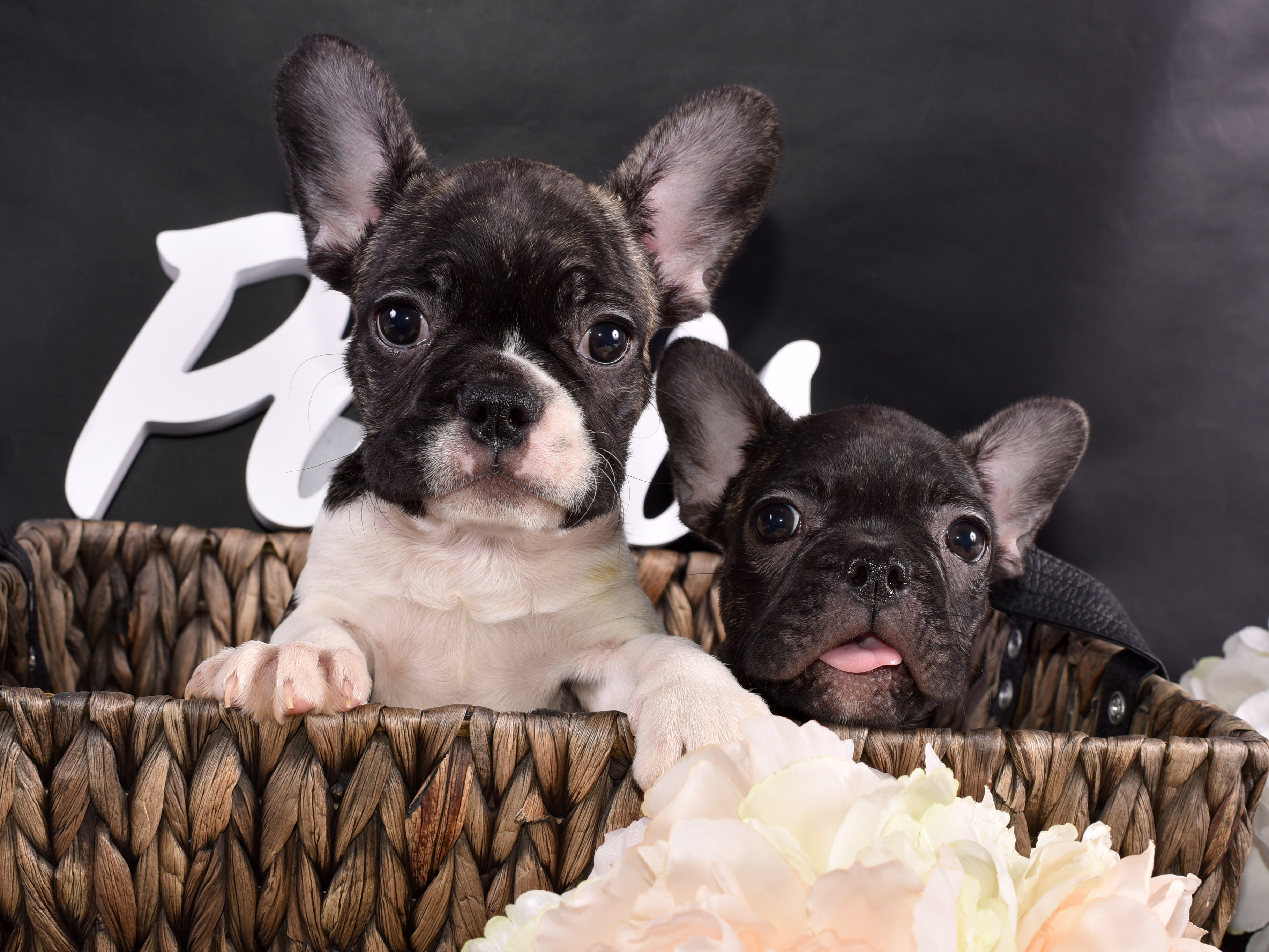 french bulldogs breeders