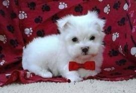 Gorgeous white Maltese Puppies