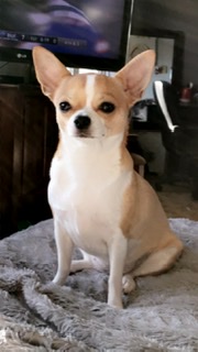 Joie de Vivre Chihuahuas