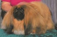 Pleiku  Pekingese