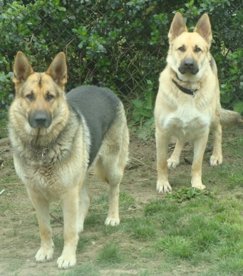 Salhaus Old Fashioned German Shepherds