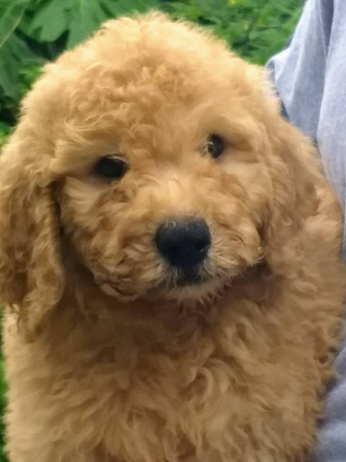 CANINE COALITION Goldendoodle Picture