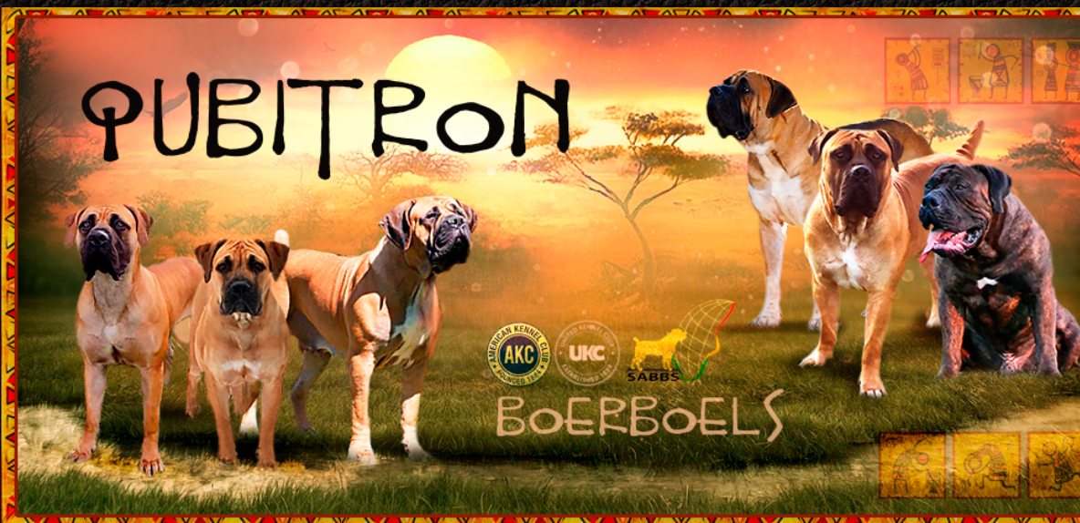 Qubitron Boerboel’s Boerboel Picture