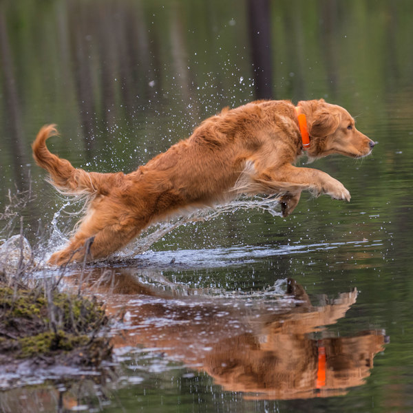 Royal River Retrievers Golden Retriever Picture