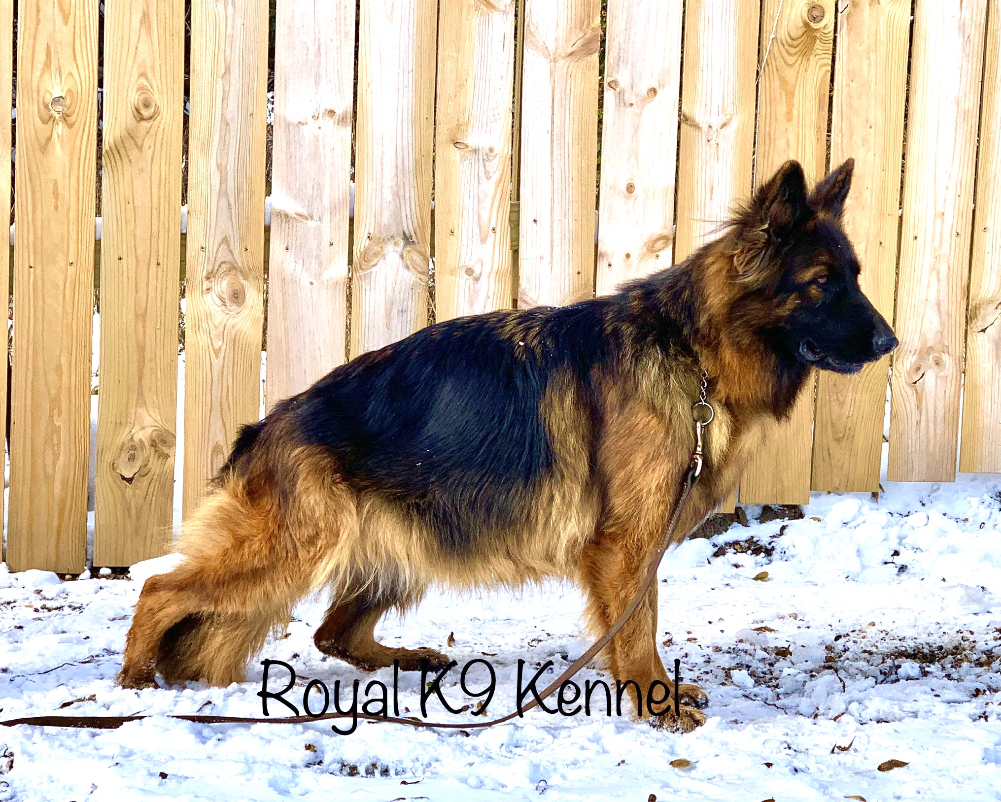 Royal K9 Kennel, LLC German Shepherd Picture