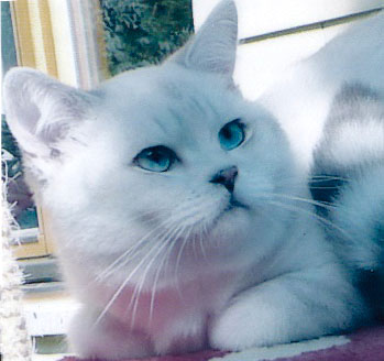 British Shorthair Picture