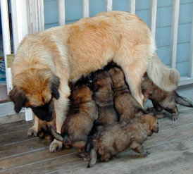 BOBEVS LEONBERGERS Leonberger Picture