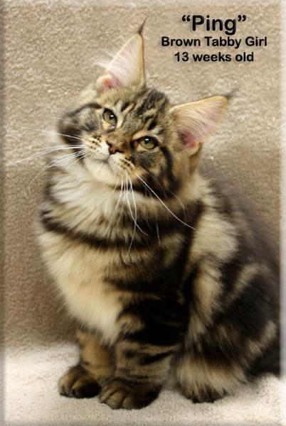 Stormytown Maine Coons Maine Coon Picture