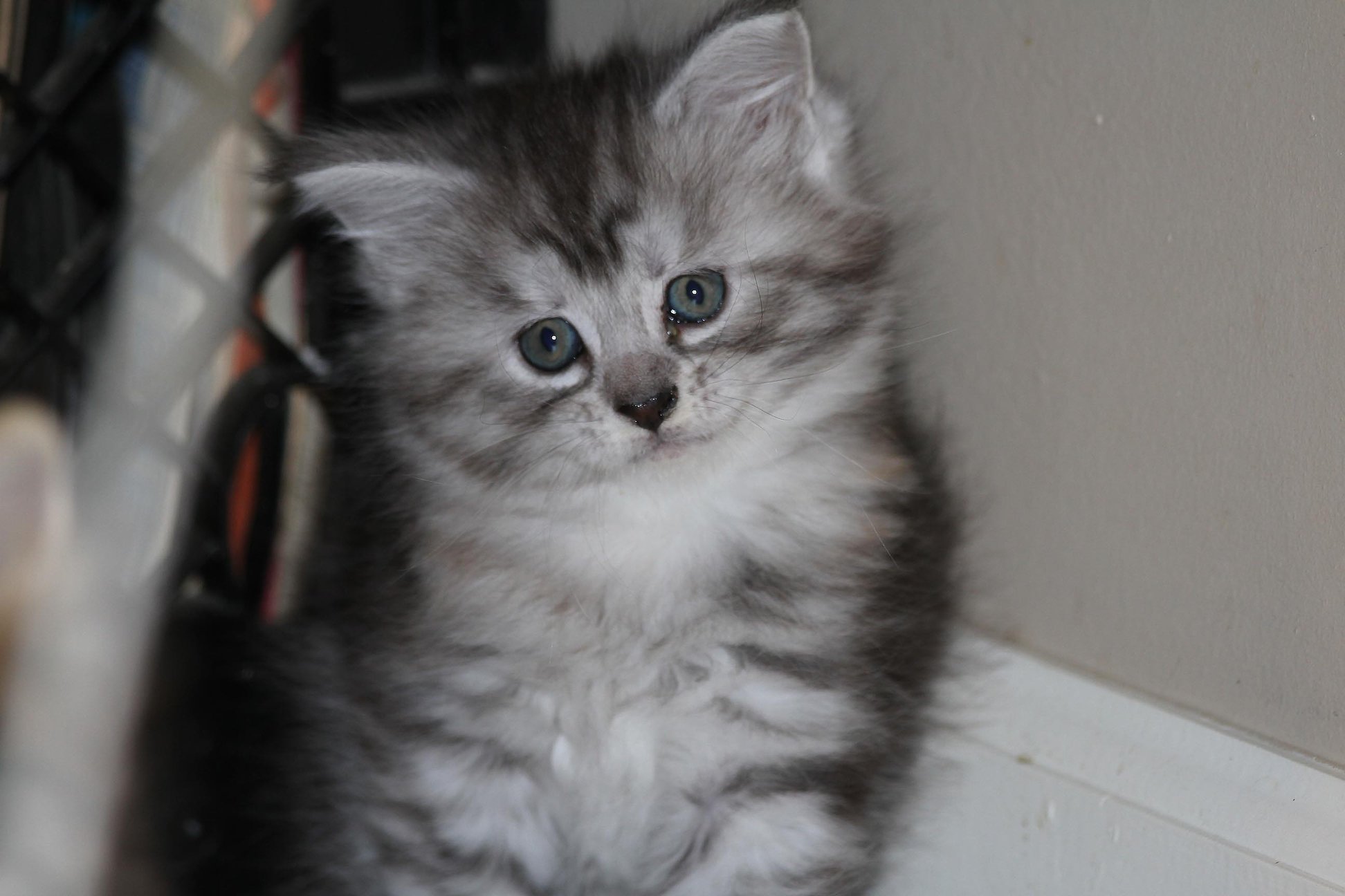 Whispurridge Cattery Maine Coon Picture