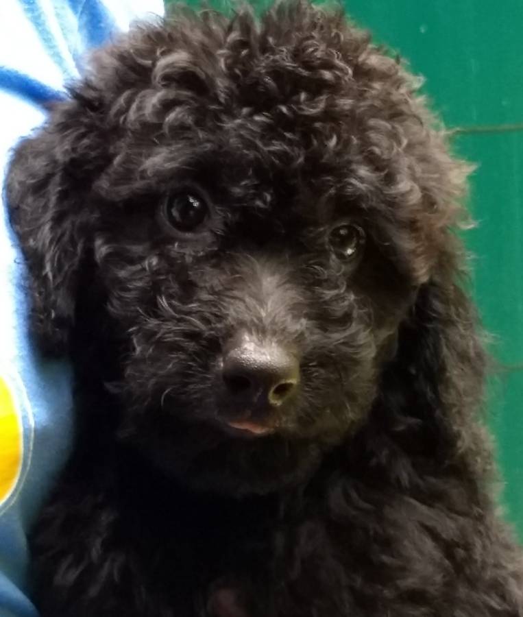 CANINE COALITION Goldendoodle Picture