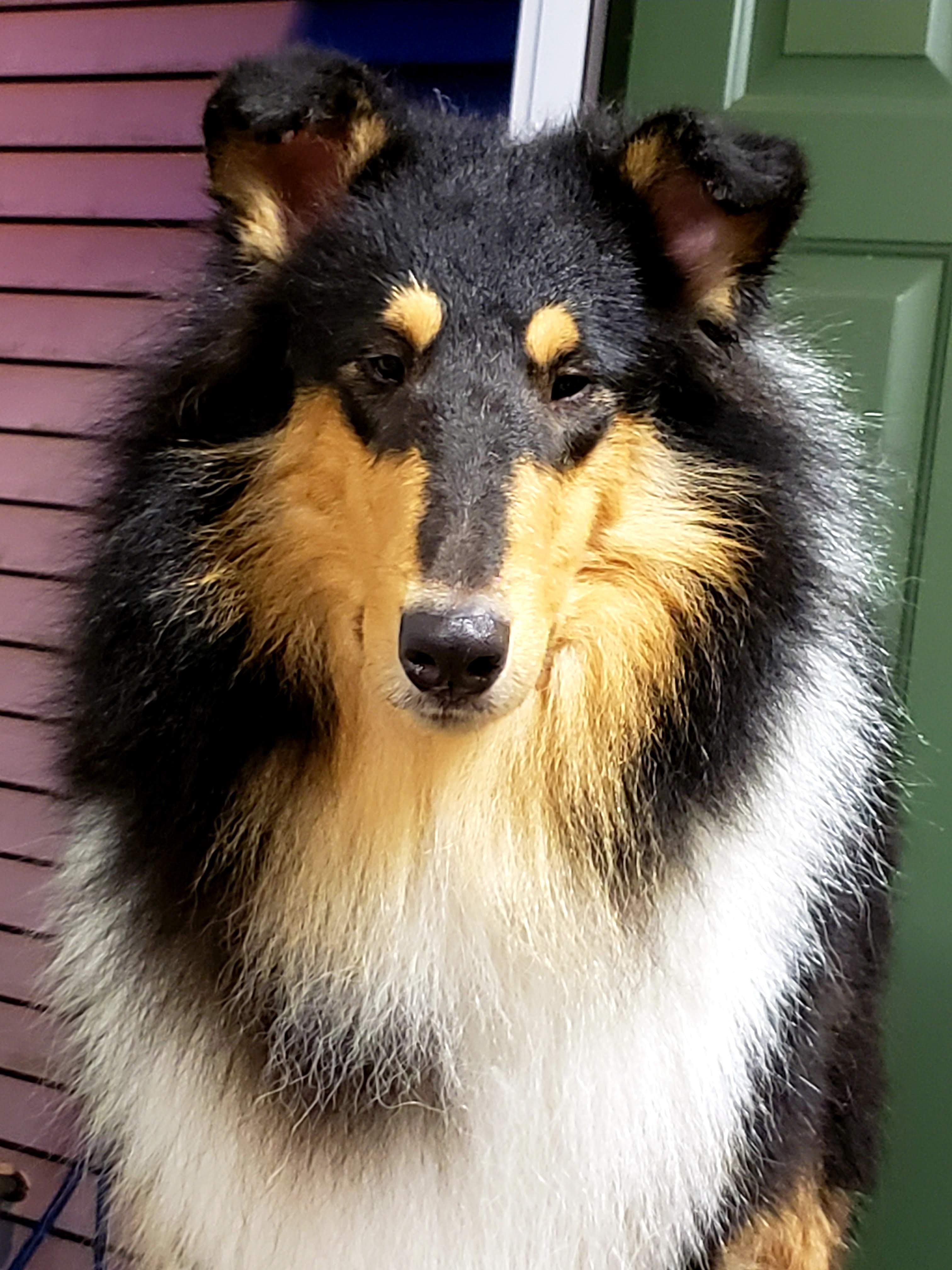 Collie Picture