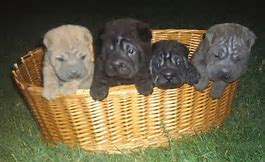 Chinese Shar-Pei Picture