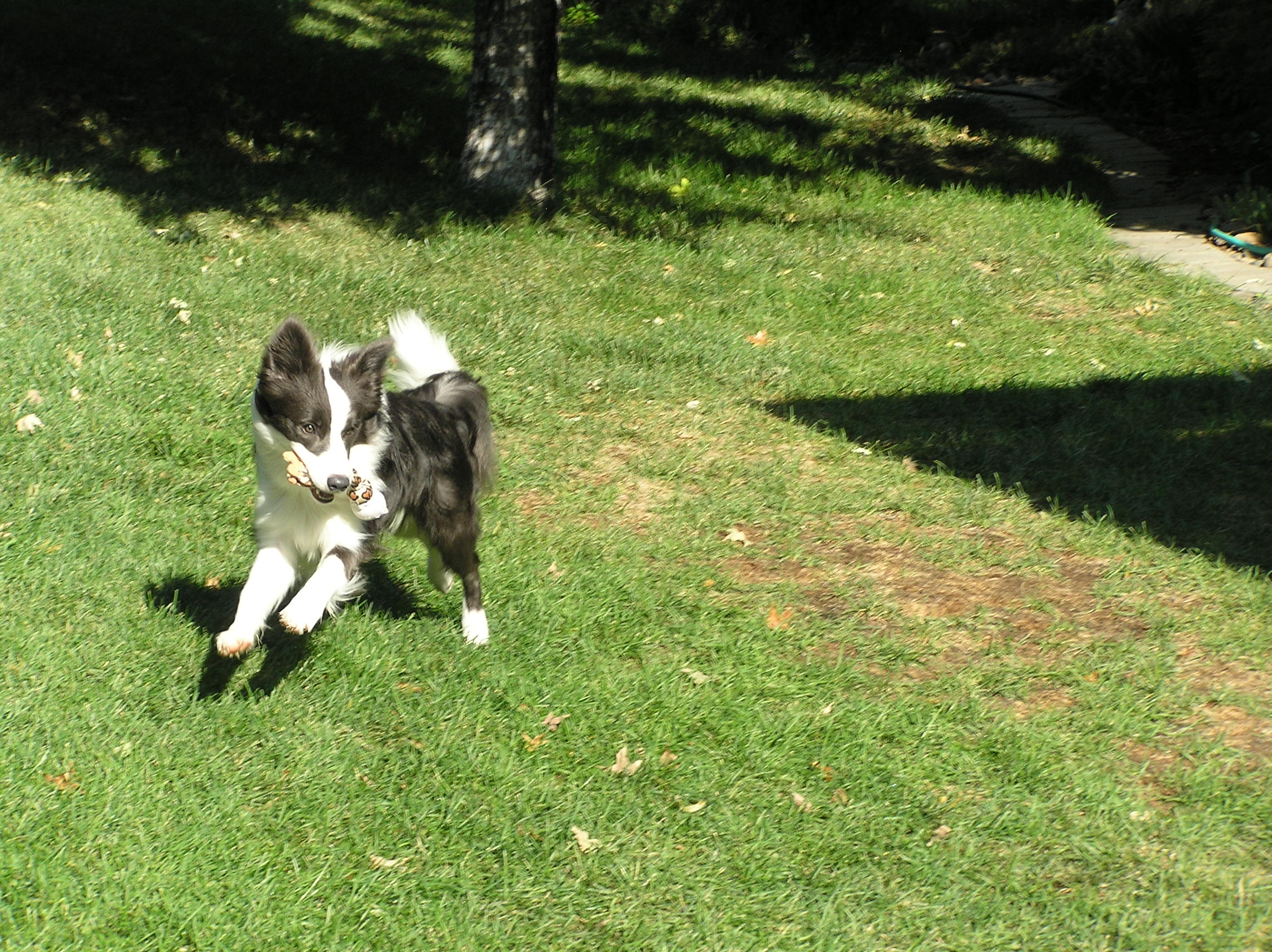 Border Collie Picture