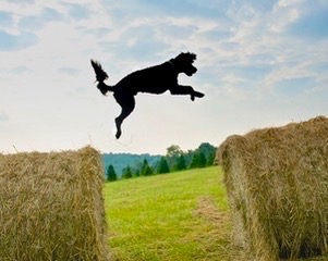 Portuguese Water Dog Picture