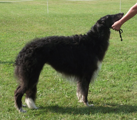 Borzoi Picture