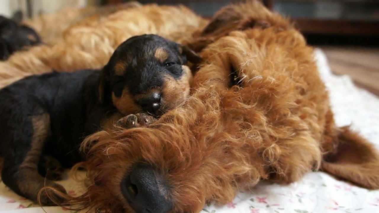 Von Herzenburg Airedale Terrier Picture