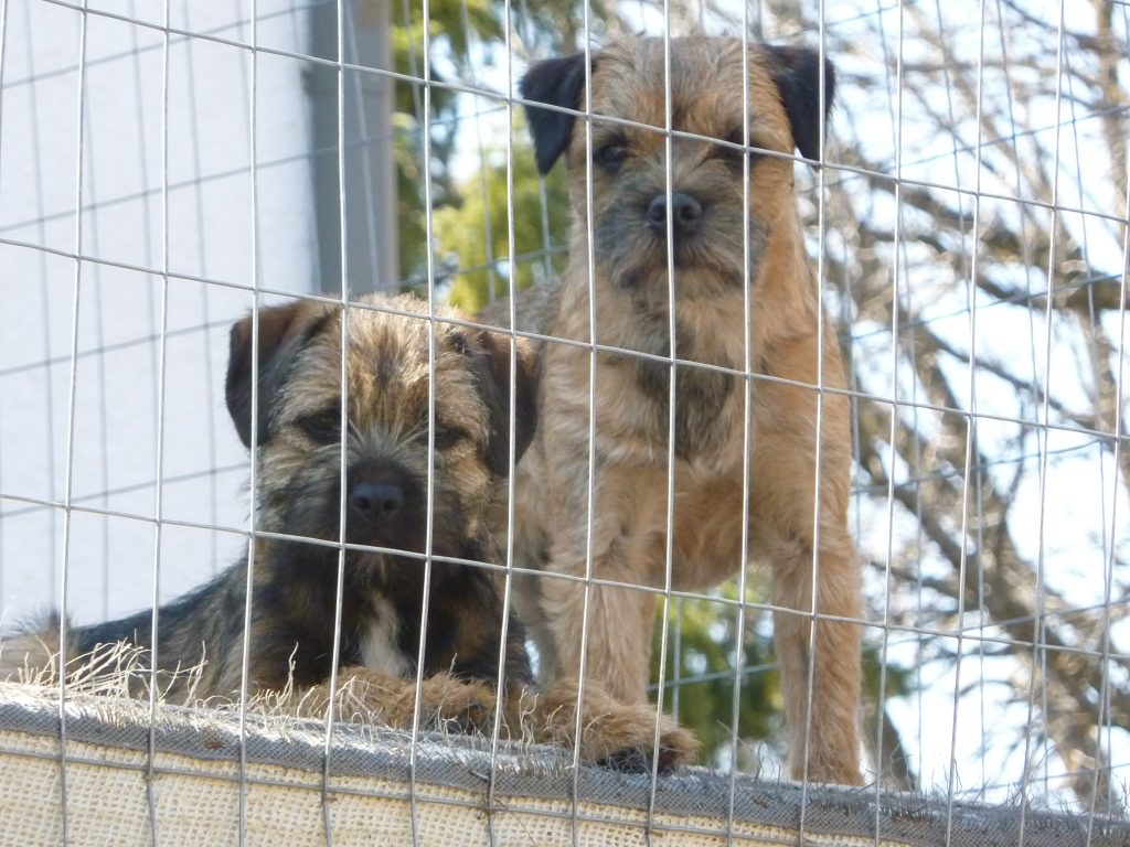 Border Terrier Picture