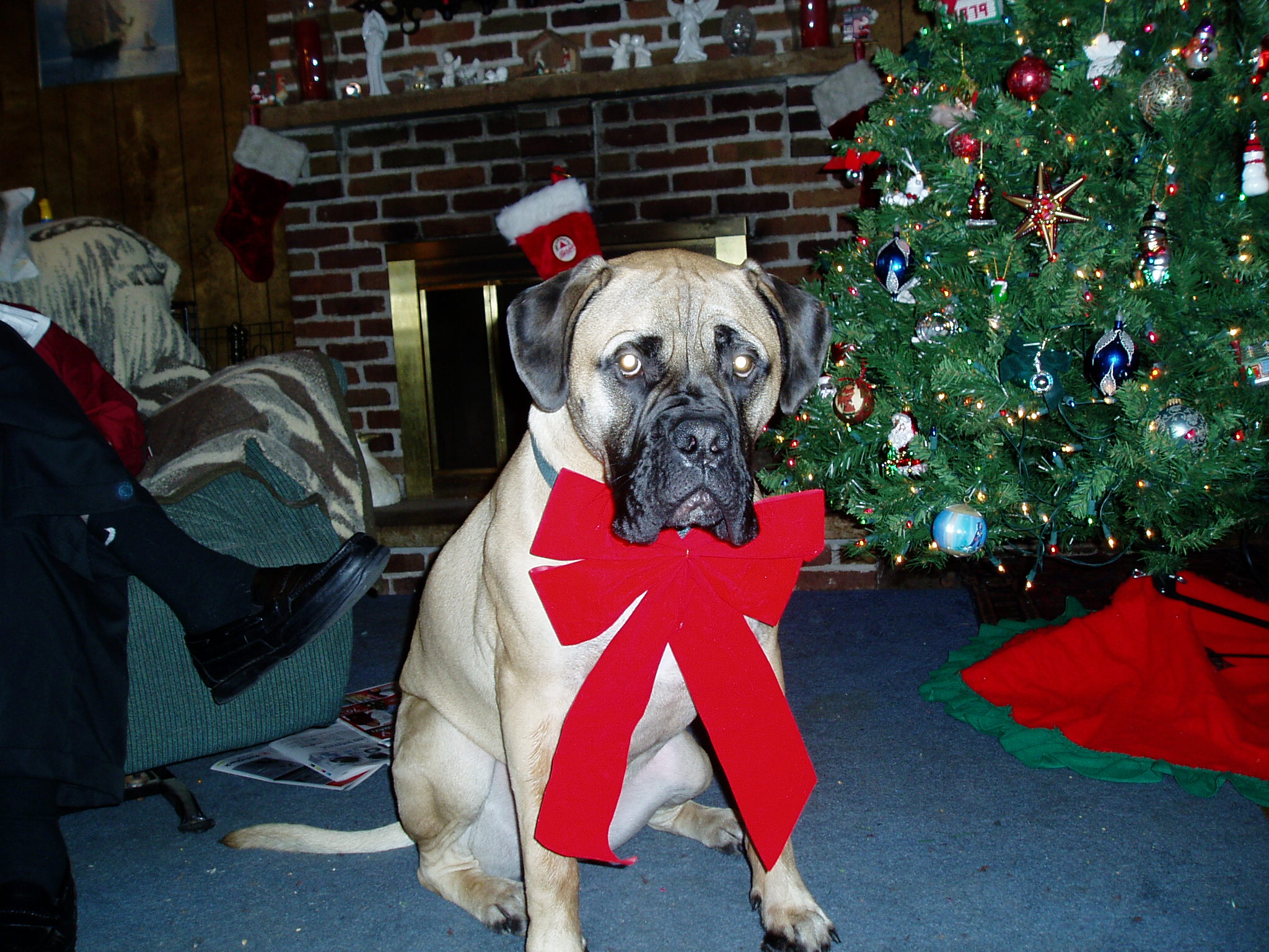 Adora Bullmastiffs Bullmastiff Picture