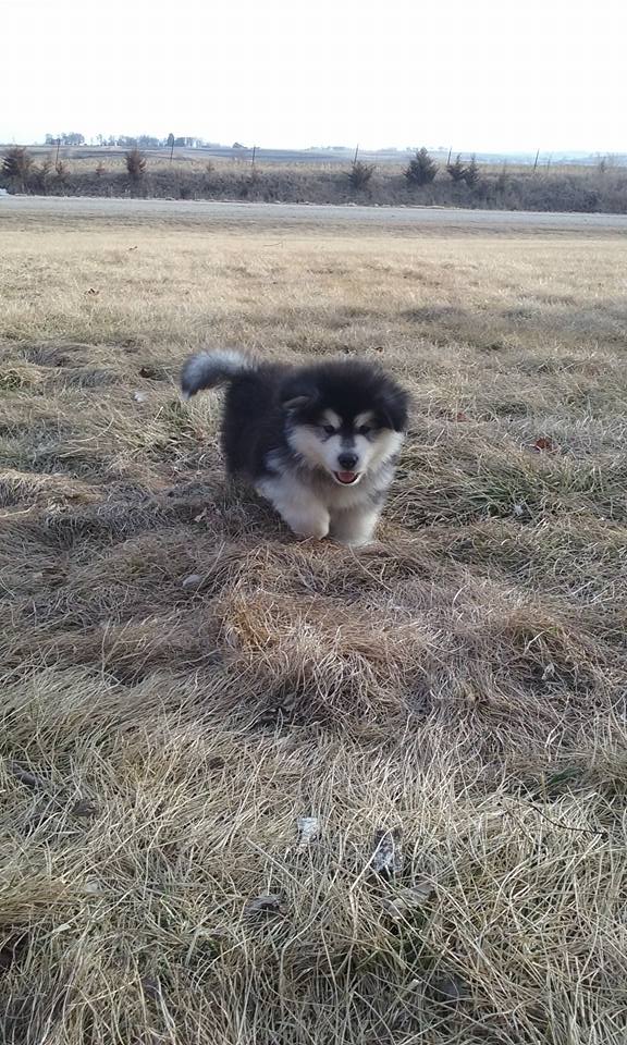 Alaskan Malamute Picture