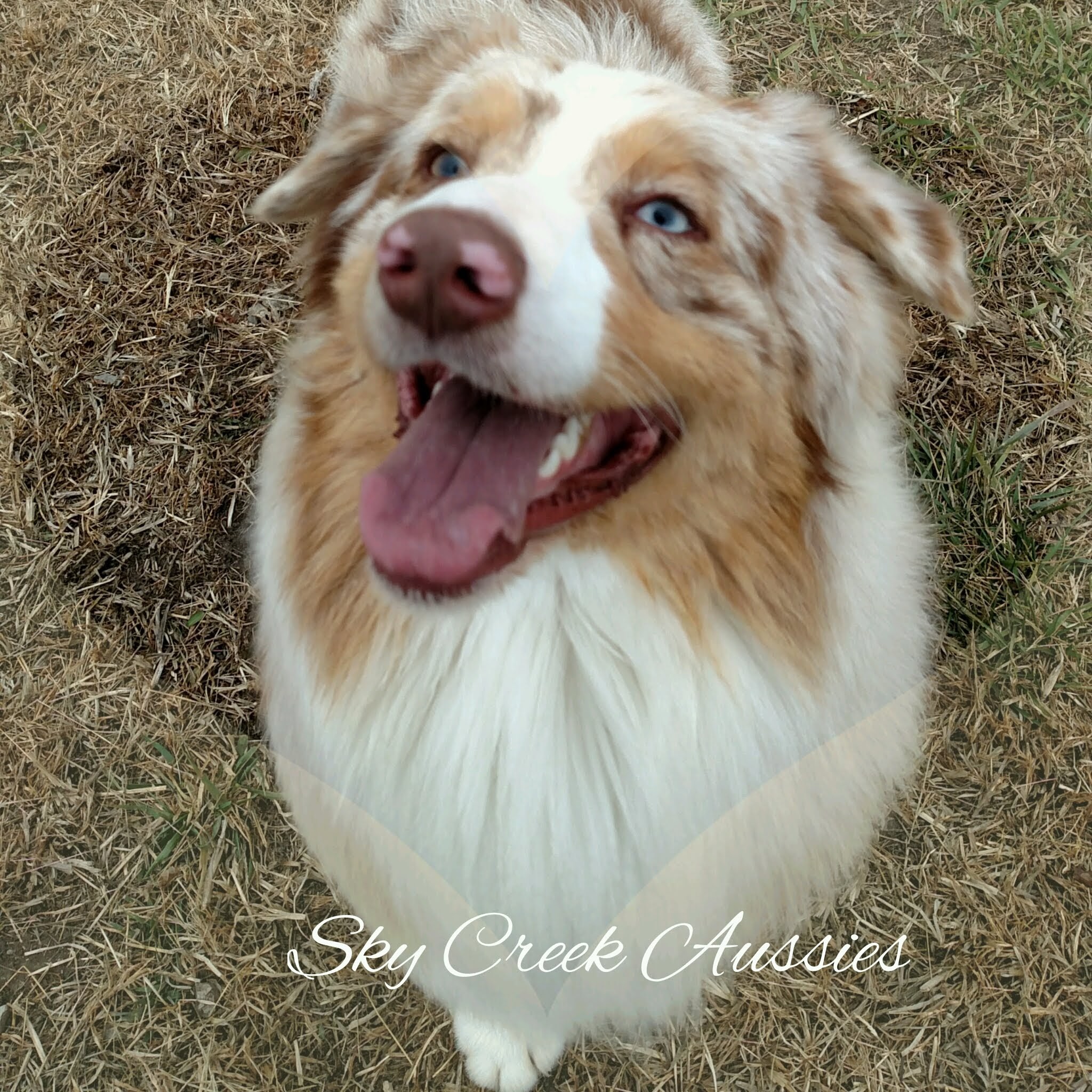 Sky Creek Aussies Australian Shepherd Picture