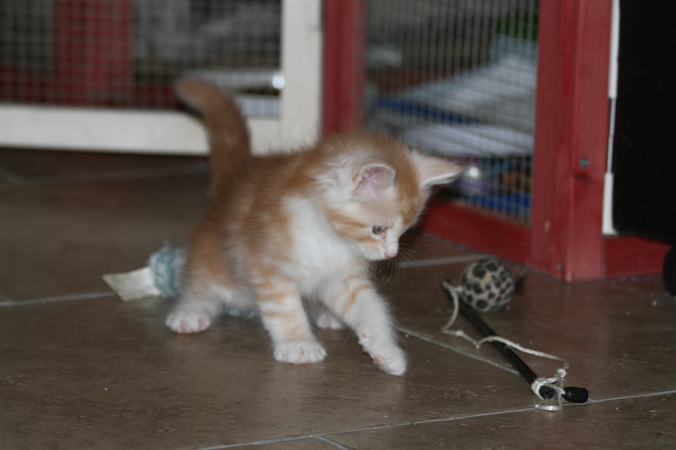 Whispurridge Cattery Maine Coon Picture