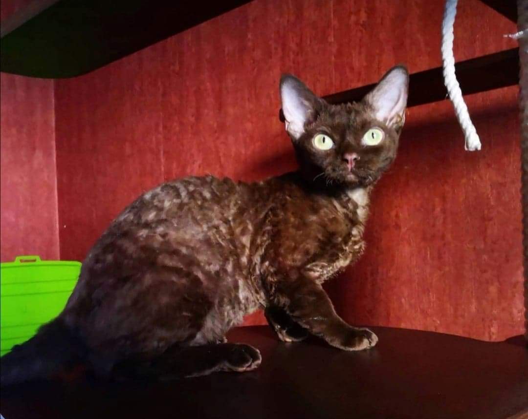 Atreyukatz Cattery, LLC Devon Rex Picture