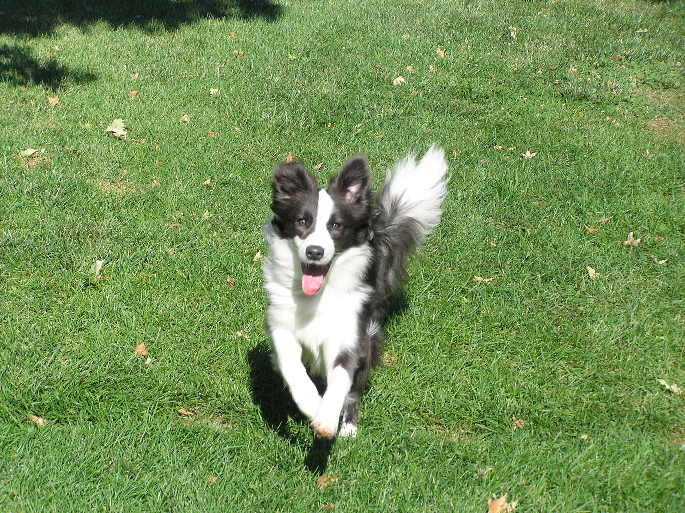 Border Collie Picture