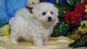 Bichon Frise Picture