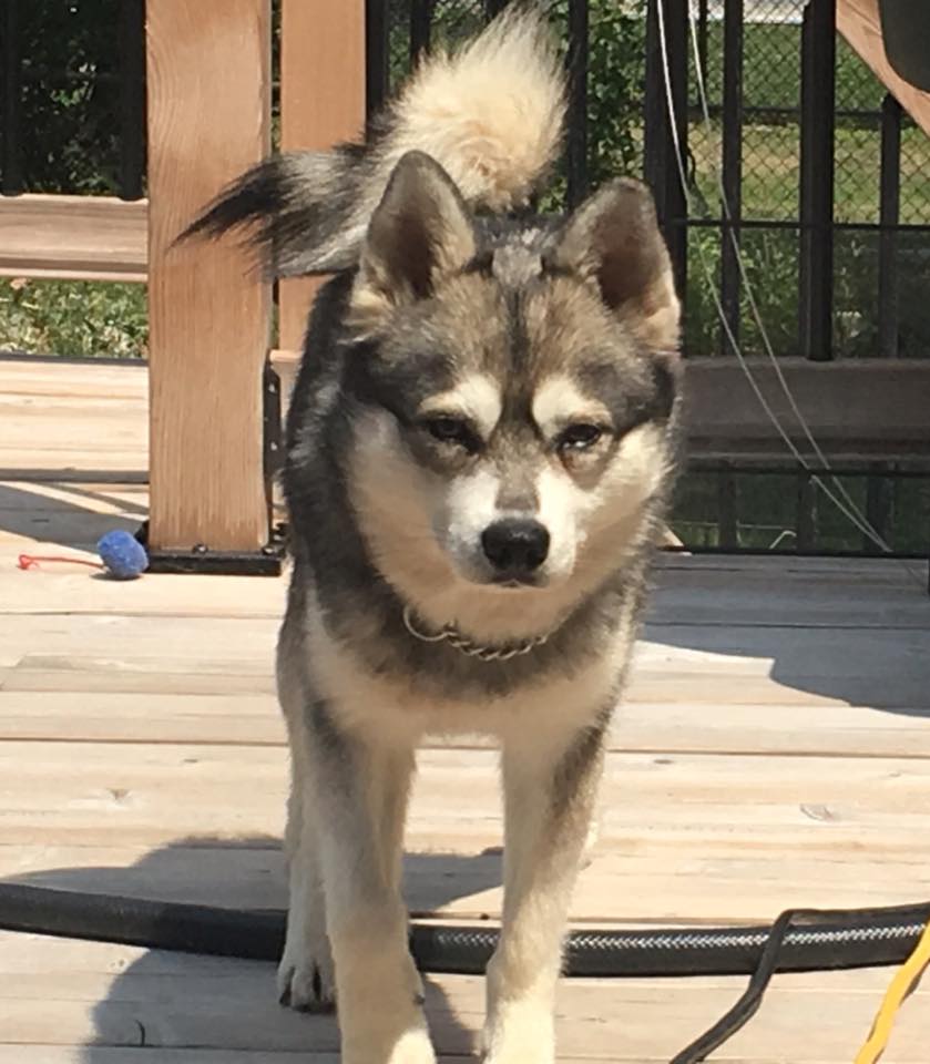 Alaskan Klee Kai Picture