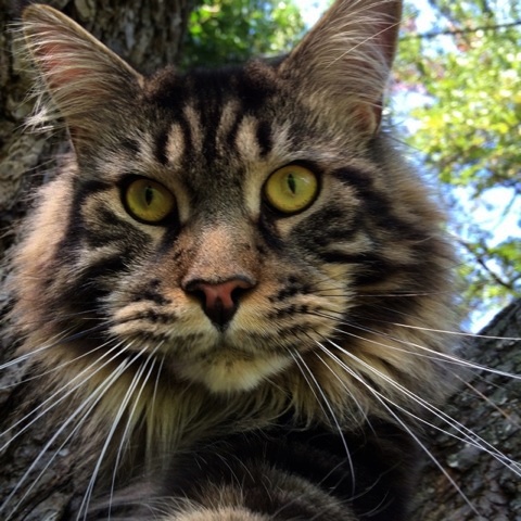 Mountain Fork Maine Coon Picture