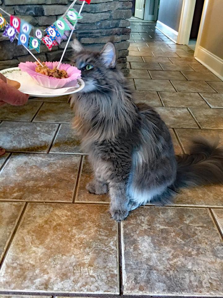 Whispurridge Cattery Maine Coon Picture