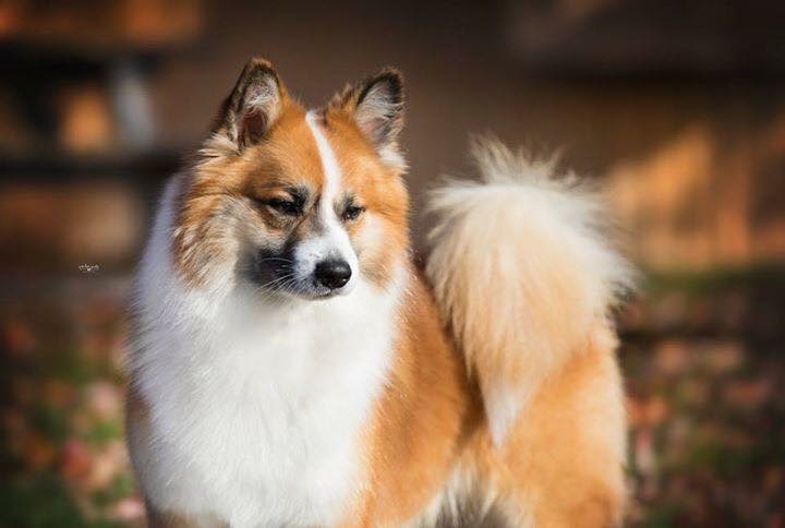 Stassa Icelandics Icelandic Sheepdog Picture