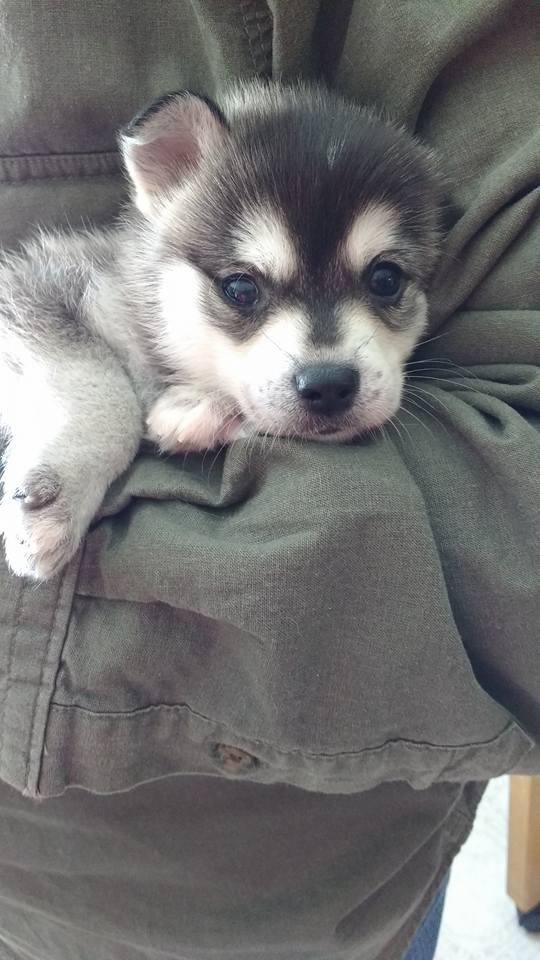 Taylak Alaskan Klee Kai Alaskan Klee Kai Picture