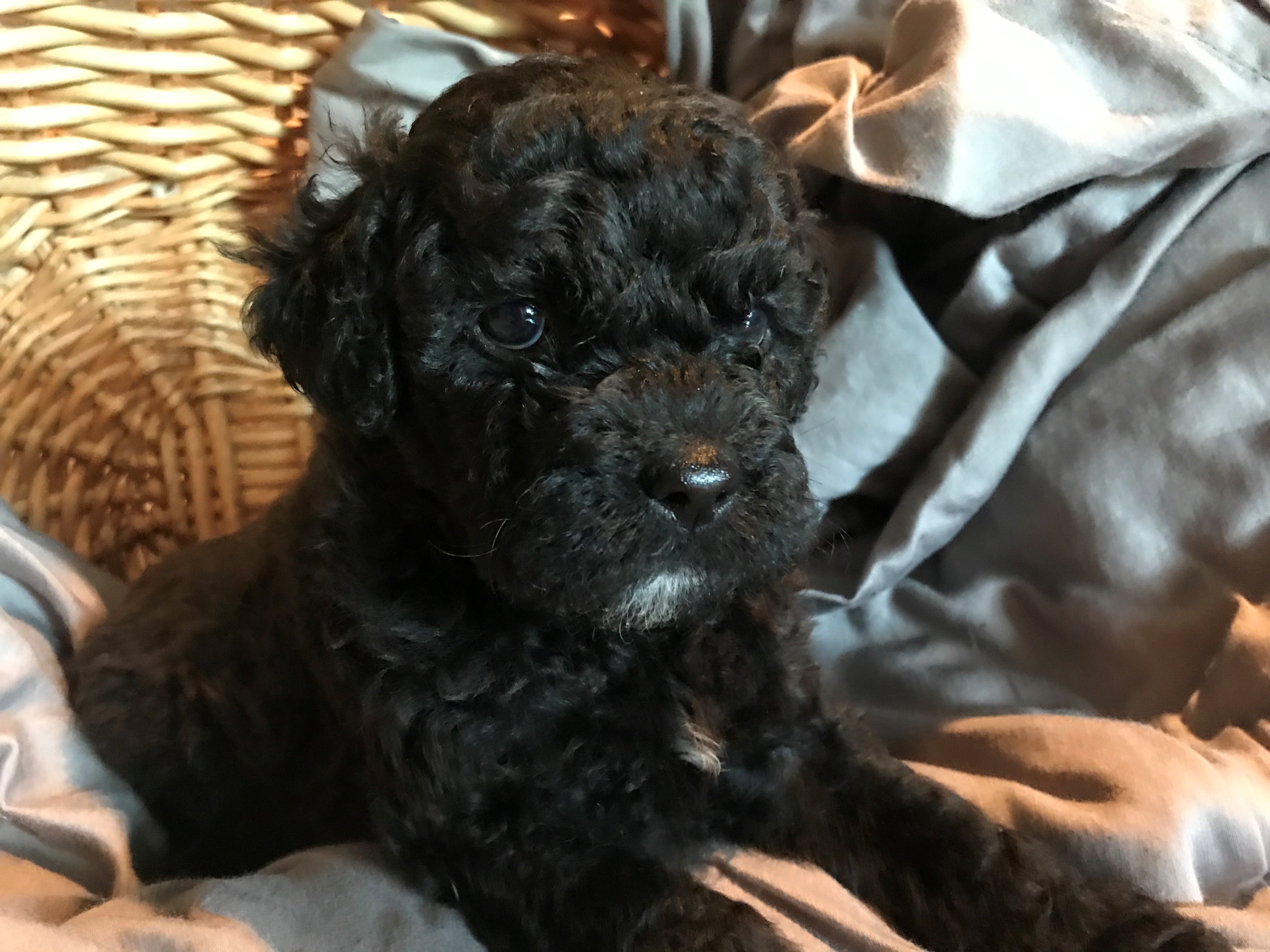 Portuguese Water Dog Picture