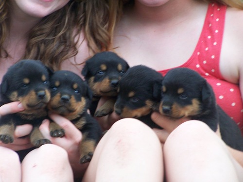 Fabrizius Farm Rottweiler Picture