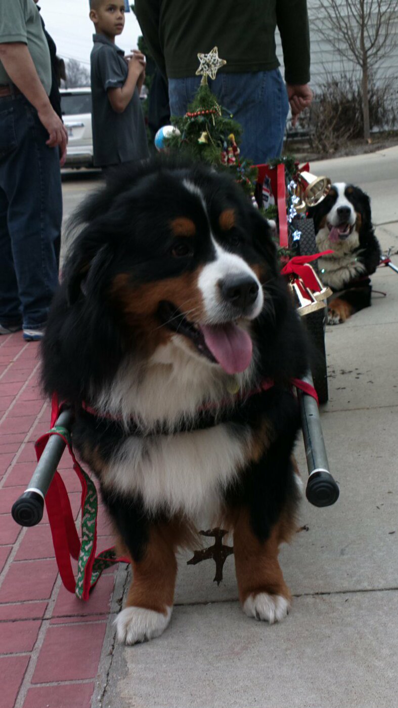 Devon\'s Berners Bernese Mountain Dog Picture